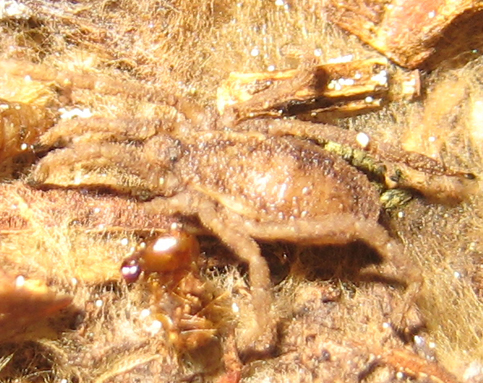 Opilione altoatesino: Trogulus juv.